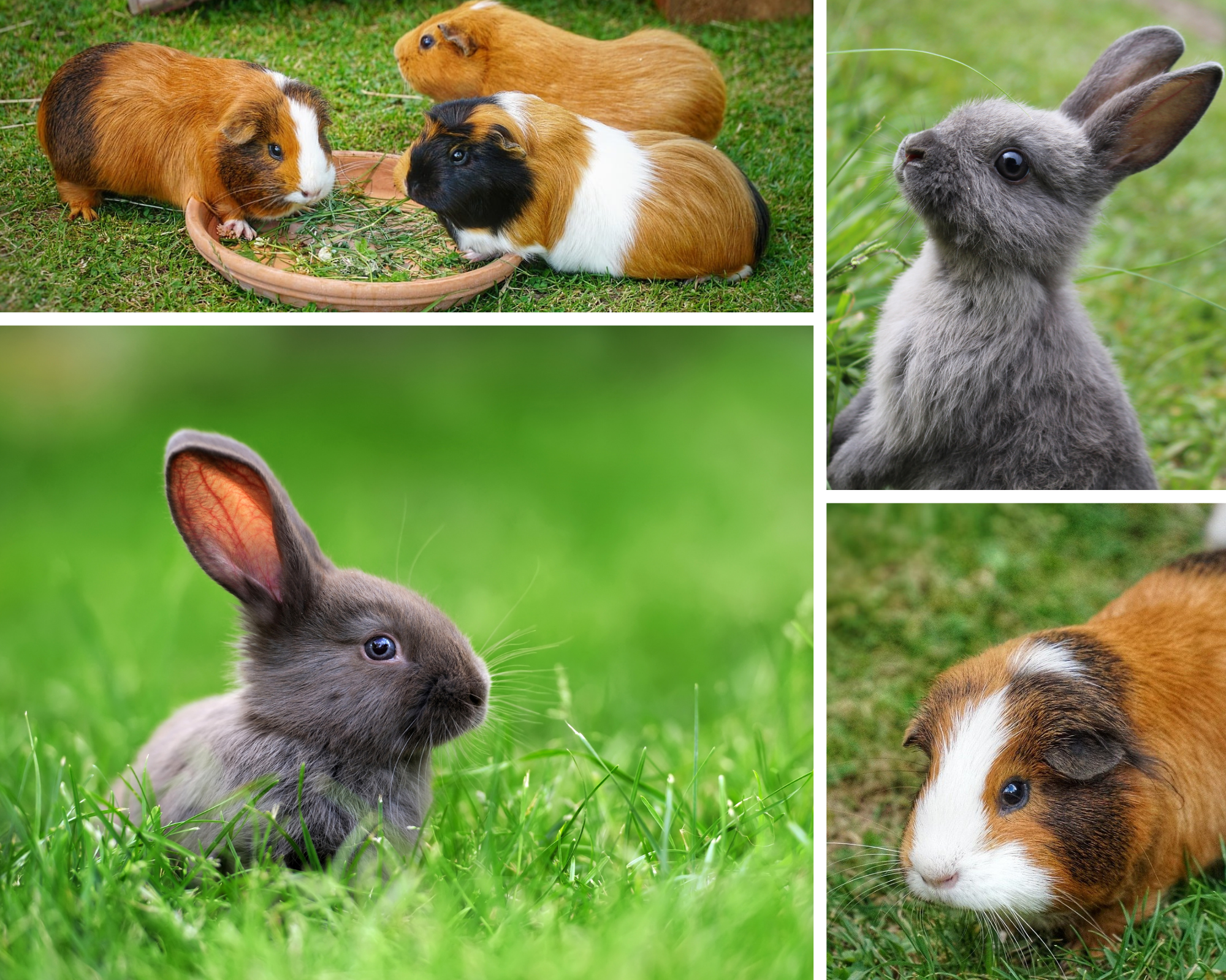 grey rabbit photo collage (2)